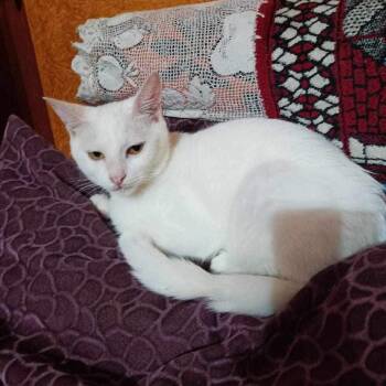 Rescue Turkish Van and Domestic Long Hair Cats for Adoption in Brampton, Ontario - Angie | PetCurious