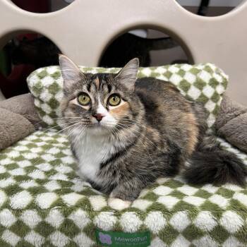 Rescue Domestic Medium Hair Cats for Adoption in Frankenmuth, Michigan - Sesame | PetCurious