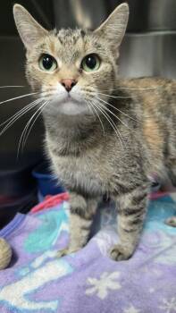 Circe -  Domestic Short Hair Cat for Adoption in Martinsville, Indiana - Circe | PetCurious