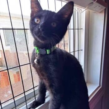 Saroo -  Bombay Cat for Adoption in Clayton, California - Saroo | PetCurious