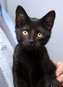 Binx (A037873) -  Domestic Short Hair Cat for Adoption in Kansas City, Kansas - Binx (A037873) | PetCurious