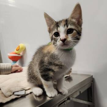 Chorizo -  Domestic Short Hair Cat for Adoption in Fort Wayne, Indiana - Chorizo | PetCurious