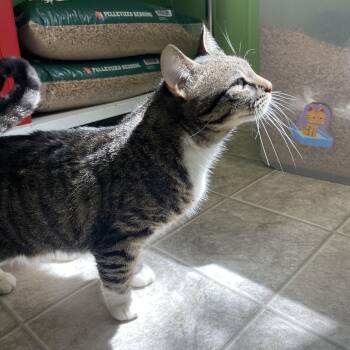 Domestic Short Hair Cats Available for Adoption in Greenbelt, Maryland - Nina | PetCurious