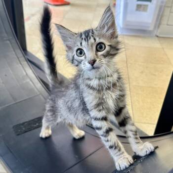 Erwin PL -  Domestic Short Hair Cat for Adoption in Union, Missouri - Erwin PL | PetCurious