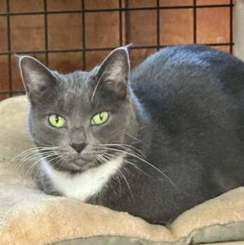 Rescue Domestic Short Hair Cats for Adoption in Bath, New York - Pewter | PetCurious