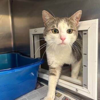 Domestic Short Hair Cats Available for Adoption in Goleta, California - River | PetCurious