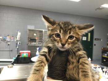 Domestic Short Hair Cats Available for Adoption in Thousand Palms, California - JOSH | PetCurious