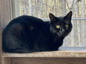 Domestic Short Hair Cats Available for Adoption in Cashiers, North Carolina - Mary | PetCurious