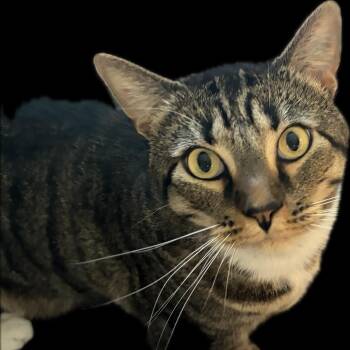 Lil bit -  American Shorthair Cat for Adoption in Rochester, Minnesota - Lil Bit | PetCurious