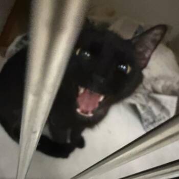 Gigi -  Domestic Medium Hair Cat for Adoption in Charleston, West Virginia - Gigi | PetCurious