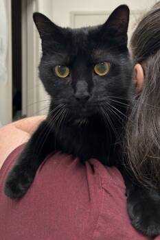 Rescue Domestic Short Hair Cats for Adoption in Fishers, Indiana - Vader (at Smitten Kitten) | PetCurious