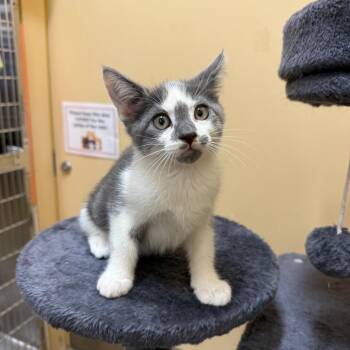 Sterling -  Domestic Short Hair Cat for Adoption in Hemet, California - Sterling | PetCurious