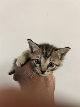Domestic Short Hair Cats Available for Adoption in Doral, Florida - FRANK | PetCurious