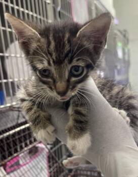 KITANA -  Domestic Short Hair Cat for Adoption in Pensacola, Florida - KITANA | PetCurious