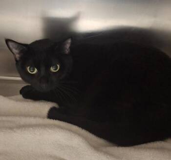 Patty -  Domestic Short Hair Cat for Adoption in Vancouver, Washington - Patty | PetCurious