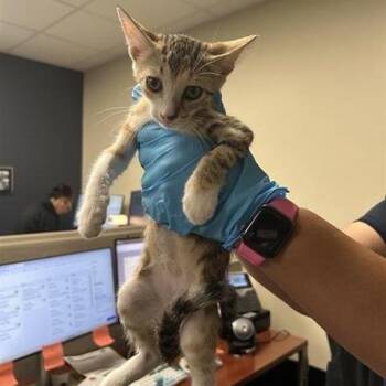 Ceez -  Domestic Short Hair Cat for Adoption in San Antonio, Texas - Ceez | PetCurious