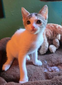 (KO) 5/23/26 Fortune -  Domestic Short Hair Cat for Adoption in Stillwater, Oklahoma - (KO) 5/23/26 Fortune | PetCurious