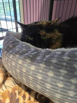 Domestic Medium Hair Cats Available for Adoption in Cambridge, Maryland - Mickey | PetCurious