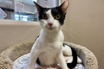 Scout Trooper -  Domestic Short Hair Cat for Adoption in Fountain Hills, Arizona - Scout Trooper | PetCurious