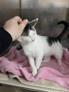 Domestic Short Hair Cats Available for Adoption in Westland, Michigan - Fluffy Muffin | PetCurious