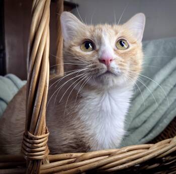 Domestic Short Hair Cats Available for Adoption in Rocky Hill, Connecticut - Moxie | PetCurious