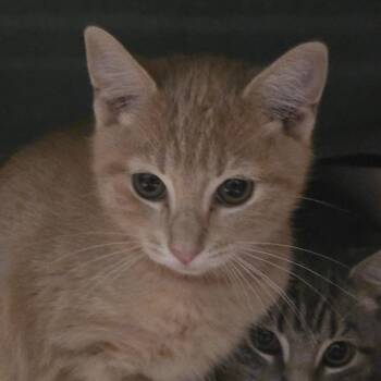 Cyrus -  Domestic Short Hair Cat for Adoption in Kennebunk, Maine - Cyrus | PetCurious