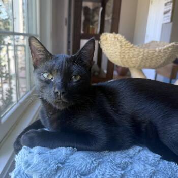 Skittles -  American Shorthair Cat for Adoption in Hickory, North Carolina - Skittles | PetCurious