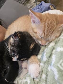 Mint -  Domestic Short Hair Cat for Adoption in Broomall, Pennsylvania - Mint | PetCurious