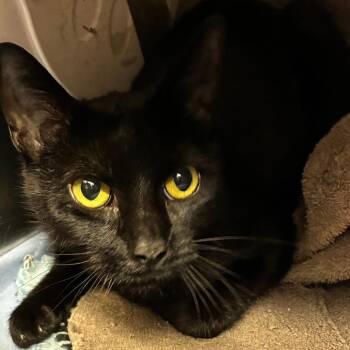 Miley -  Domestic Short Hair Cat for Adoption in Oak Park, Illinois - Miley | PetCurious