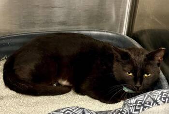 Domestic Short Hair Cats Available for Adoption - Medusa | PetCurious