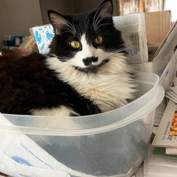 Zoe Belle -  Domestic Long Hair Cat for Adoption in Minneapolis, Minnesota - Zoe Belle | PetCurious
