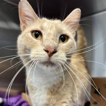 LUCY -  Domestic Short Hair Cat for Adoption in St. Louis, Missouri - LUCY | PetCurious