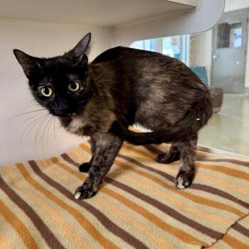 Domestic Short Hair Cats Available for Adoption in Riverside, California - LOTTIE | PetCurious