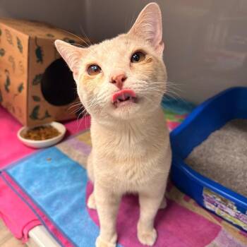 Sprout -  Domestic Short Hair Cat for Adoption in Saint Charles, Missouri - Sprout | PetCurious