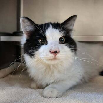 Domestic Long Hair Cats Available for Adoption - Royal | PetCurious