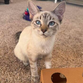 Corazon -  Siamese Cat for Adoption in Agoura Hills, California - Corazon | PetCurious