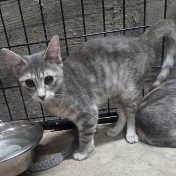 Rescue Domestic Short Hair Cats for Adoption in Union, Missouri - Grey Girl | PetCurious
