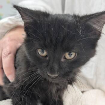 Domestic Long Hair Cats Available for Adoption in Canton, Illinois - Kayce | PetCurious