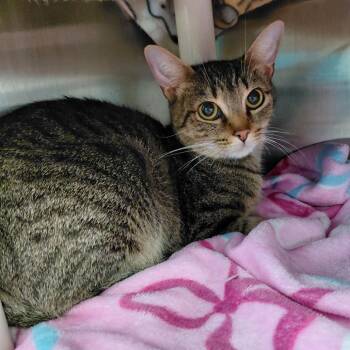 Mama Pajama FKA Mamas -  Domestic Short Hair Cat for Adoption in Philadelphia, Pennsylvania - Mama Pajama FKA Mamas | PetCurious