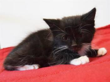 Rescue Domestic Medium Hair Cats for Adoption in Sacramento, California - MOSES | PetCurious