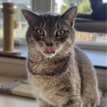 Brisket -  Domestic Short Hair Cat for Adoption in Marysville, Ohio - Brisket | PetCurious