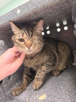 Moody -  Domestic Short Hair Cat for Adoption in Athens, Tennessee - Moody | PetCurious