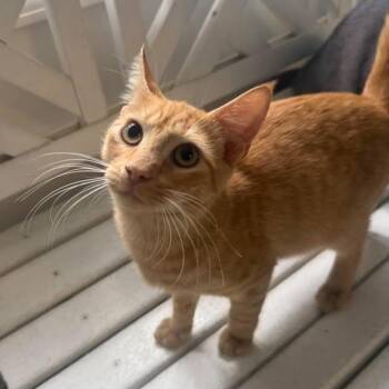 Ace -  Domestic Short Hair Cat for Adoption in Wilmington, North Carolina - Ace | PetCurious