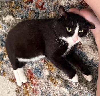 Rescue Tuxedo Cats for Adoption in New York, New York - Goya And Whistler | PetCurious