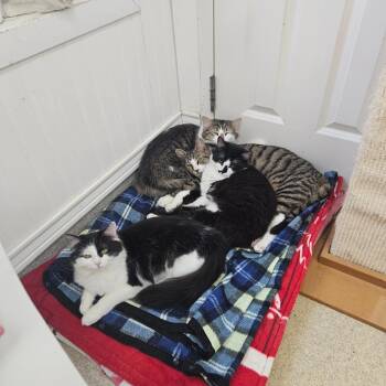 Domestic Long Hair Cats Available for Adoption - Kittens!!!! | PetCurious