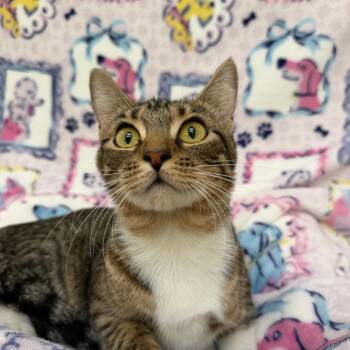 Ethel -  Domestic Short Hair Cat for Adoption in Riverwoods, Illinois - Ethel | PetCurious