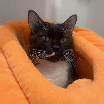 Supreme -  Domestic Short Hair Cat for Adoption in Champaign, Illinois - Supreme | PetCurious