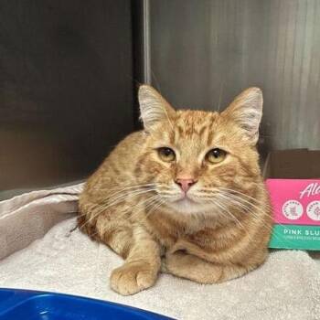 Domestic Short Hair Cats Available for Adoption in Davenport, Iowa - Sir Hiss Kabob | PetCurious