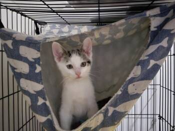 Sundae -  Domestic Short Hair Cat for Adoption in Plymouth, Michigan - Sundae | PetCurious