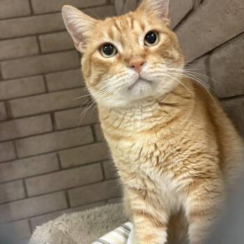 Julius -  Domestic Short Hair Cat for Adoption in Phoenix, Arizona - Julius | PetCurious
